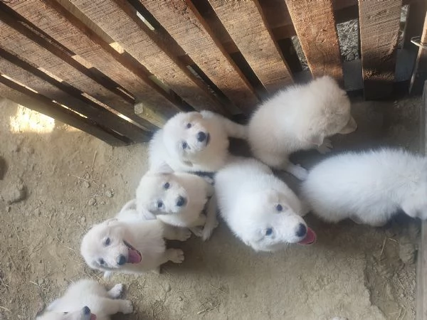 Cuccioli Maremmano  / Pastore dei pirenei 