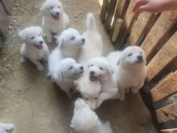 Cuccioli Maremmano  / Pastore dei pirenei  | Foto 6