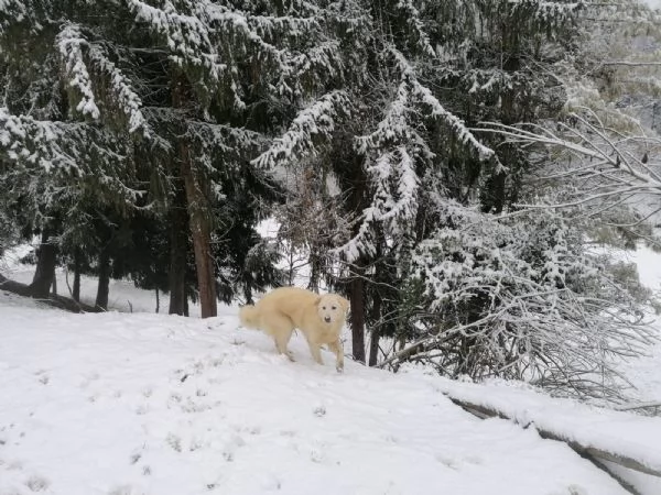 Cuccioli Maremmano  / Pastore dei pirenei  | Foto 5