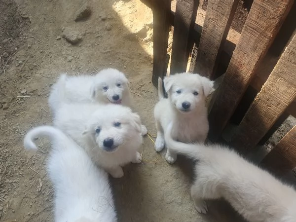 Cuccioli Maremmano  / Pastore dei pirenei  | Foto 4