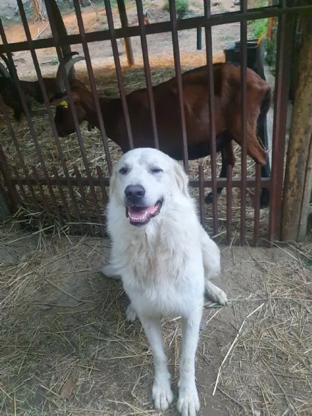 Cuccioli Maremmano  / Pastore dei pirenei  | Foto 2