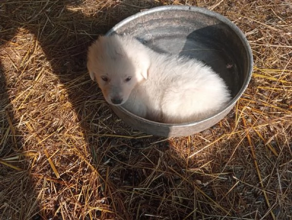 Cuccioli Maremmano  / Pastore dei pirenei  | Foto 1