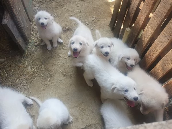 Cuccioli Maremmano  / Pastore dei pirenei  | Foto 0