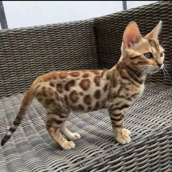 cuccioli bengal