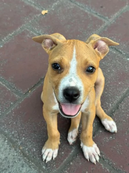 Cucciolo di Amstaff