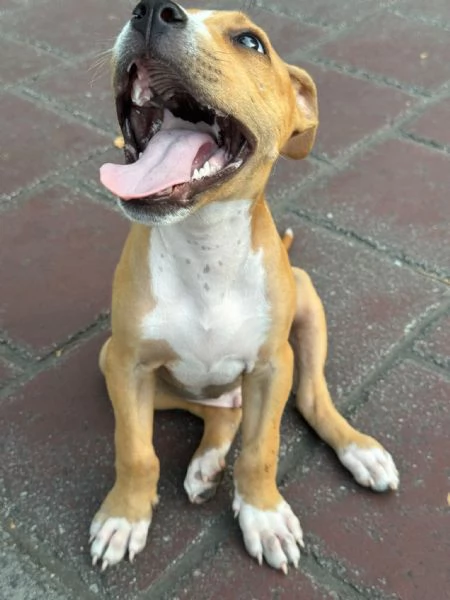 Cucciolo di Amstaff | Foto 0