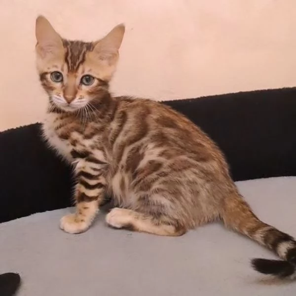 BENGAL CUCCIOLI DISPONIBILI | Foto 0