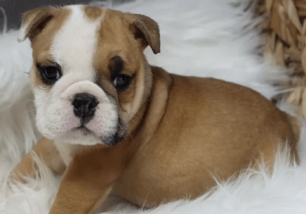 Cuccioli di Bulldog inglese registrati Akc