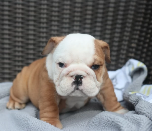 Cuccioli di Bulldog inglese registrati Akc | Foto 0