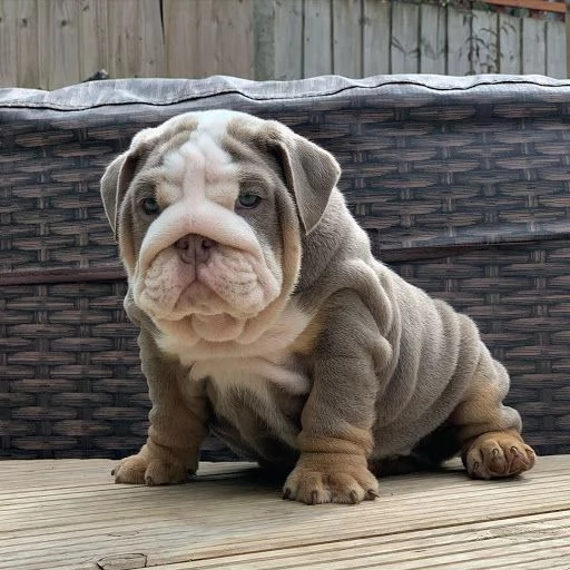 Cuccioli di Bulldog inglese registrati Akc