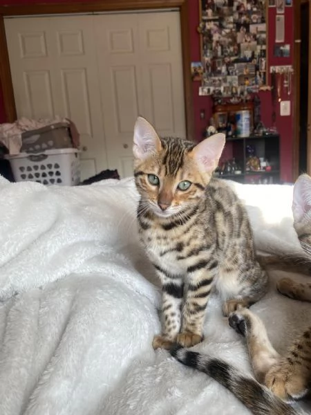 cuccioli bengal