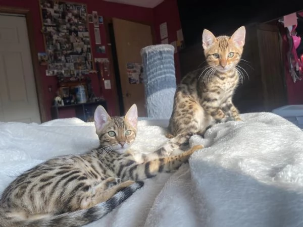 cuccioli bengal | Foto 0