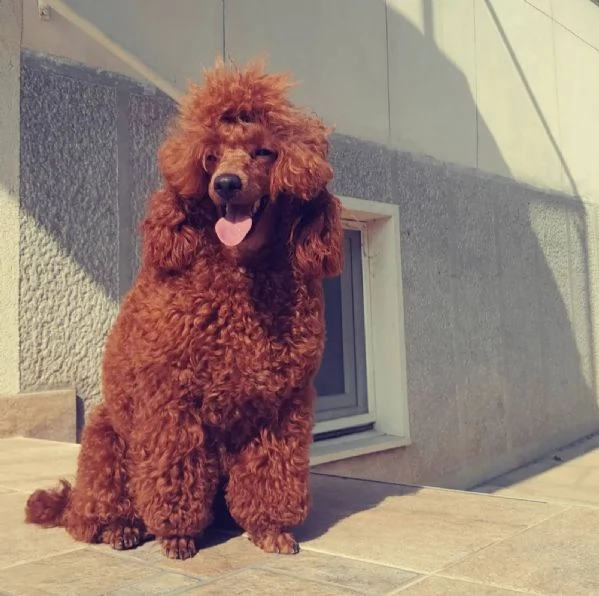 Cuccioli di barboncino nano rosso | Foto 1