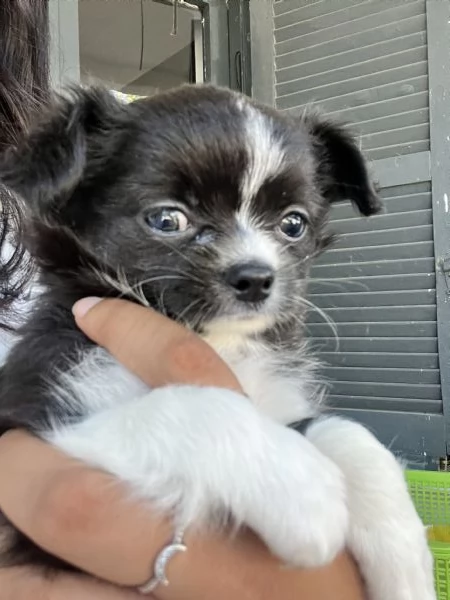 vendo cucciola di chihuahua 