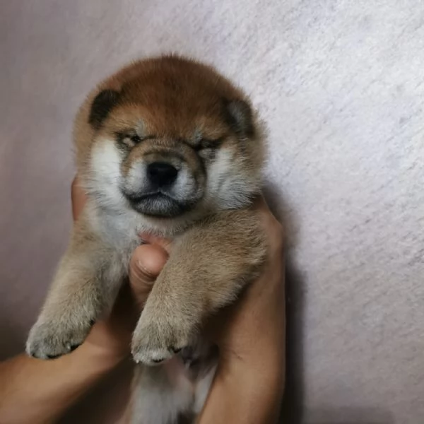 Cuccioli di shiba con pedigree 