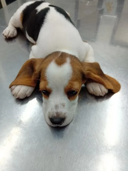 Cuccioli di beagle