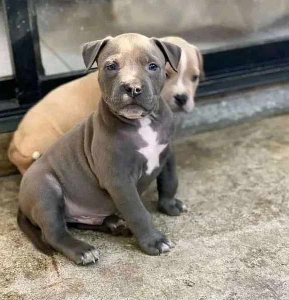 cuccioli di pitbull in adozione | Foto 0