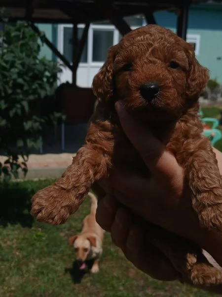 Cuccioli di barboncino toy in vendita | Foto 3