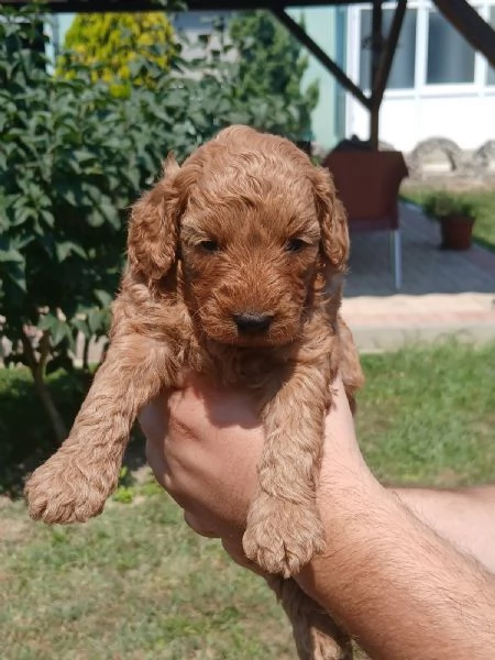 Cuccioli di barboncino toy in vendita | Foto 2