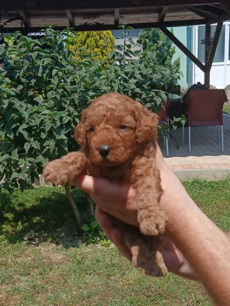 Cuccioli di barboncino toy in vendita | Foto 1