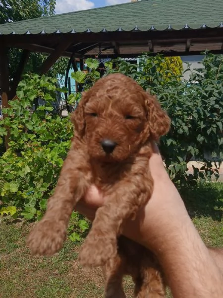 Cuccioli di barboncino toy in vendita | Foto 0