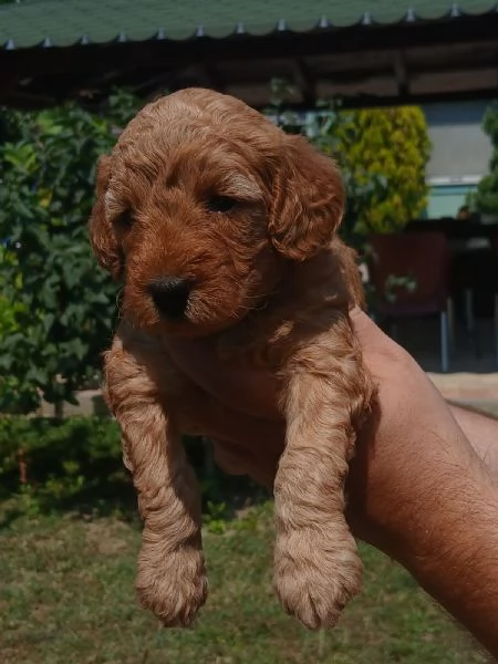 Cuccioli di barboncino toy in vendita