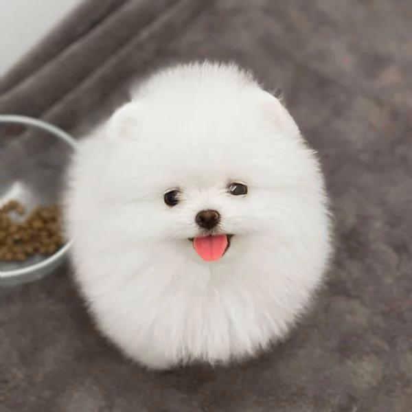 Cuccioli di Spitz nano tedesco!!