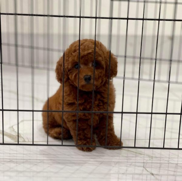 CUCCIOLI DI BARBONCINO TAGLIA TOY | Foto 0