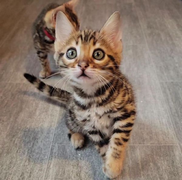 Cuccioli Gatto Bengala disponibili | Foto 0