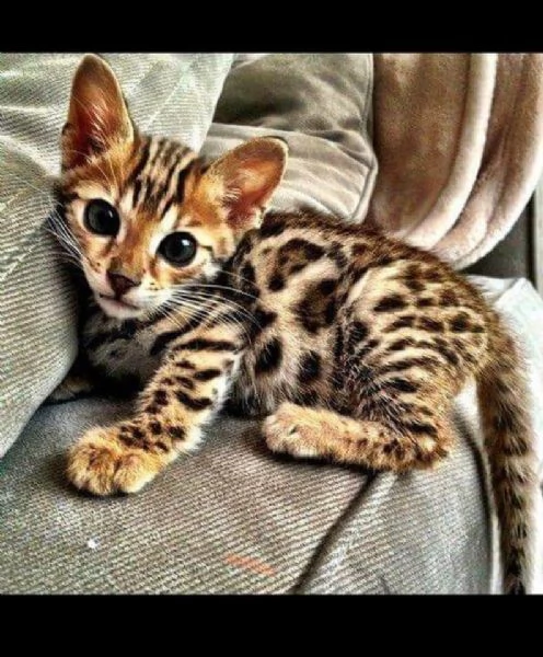 cuccioli bengal