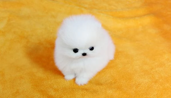 Cuccioli di Pomerania disponibili. 