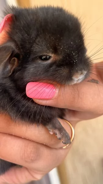 Cucciola di Cincillà femmina dark ebony | Foto 3