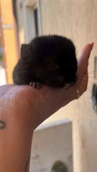 Cucciola di Cincillà femmina dark ebony | Foto 1