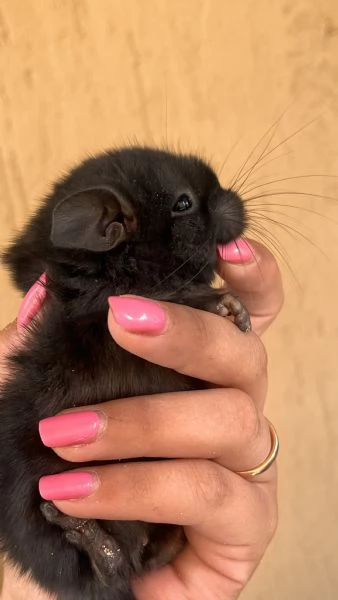 Cucciola di Cincillà femmina dark ebony | Foto 0