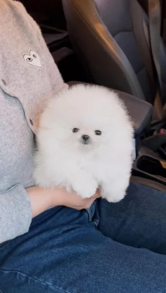 CUCCIOLI DI POMERANIA BIANCHI 