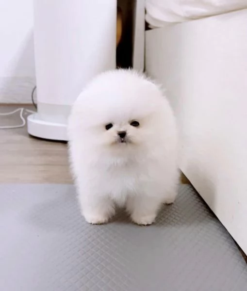 Cuccioli di Spitz Pomerania taglia mini | Foto 0