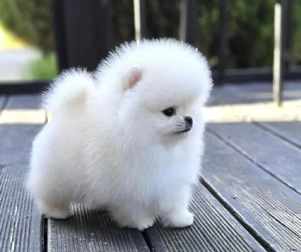 Cuccioli di Pomerania toy