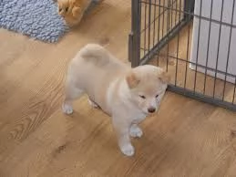 REGALO SHIBA INU