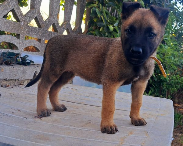 Cuccioli Pastore Belga Malinois | Foto 6