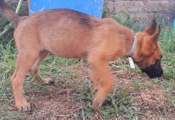 Cuccioli Pastore Belga Malinois | Foto 5