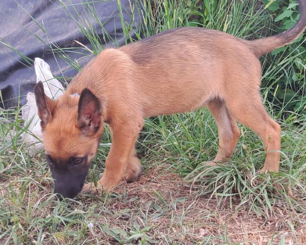 Cuccioli Pastore Belga Malinois | Foto 4