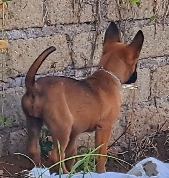 Cuccioli Pastore Belga Malinois | Foto 3