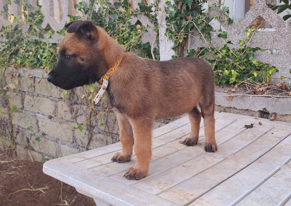 Cuccioli Pastore Belga Malinois | Foto 2