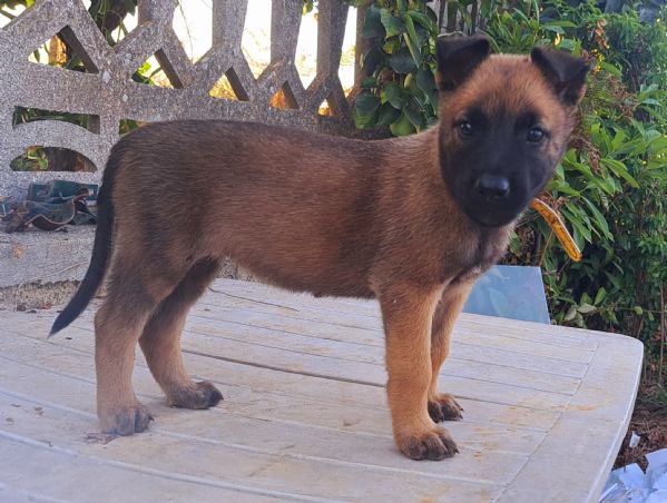 Cuccioli Pastore Belga Malinois | Foto 1