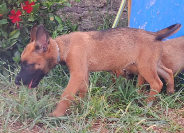 Cuccioli Pastore Belga Malinois | Foto 0