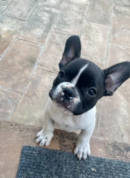 Cuccioli di bulldog francese | Foto 5