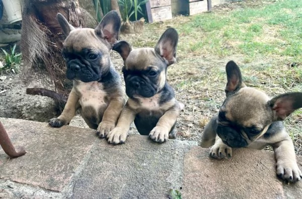 Cuccioli di bulldog francese | Foto 3