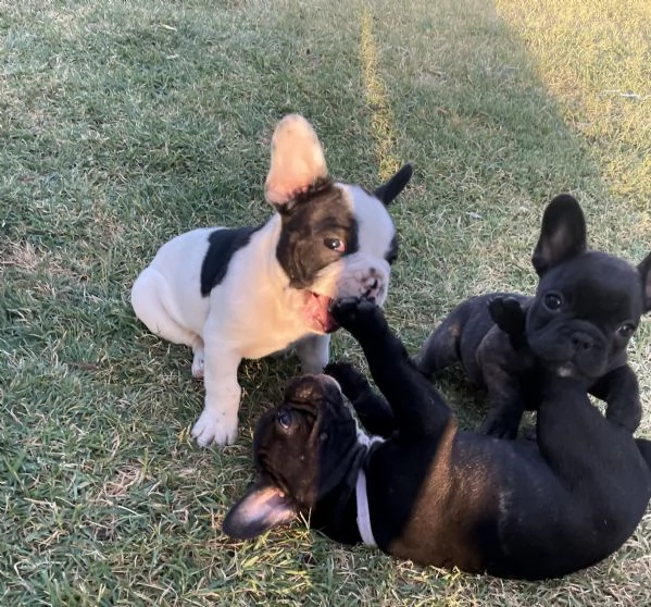 Cuccioli di bulldog francese | Foto 2