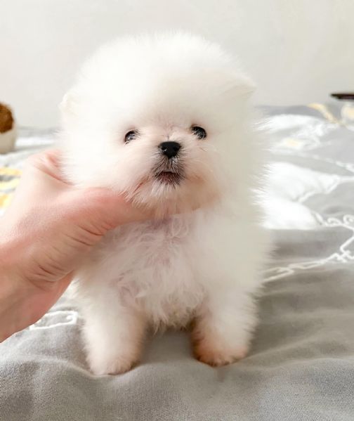 Dolci cuccioli di Spitz Pomerania disponibili | Foto 0