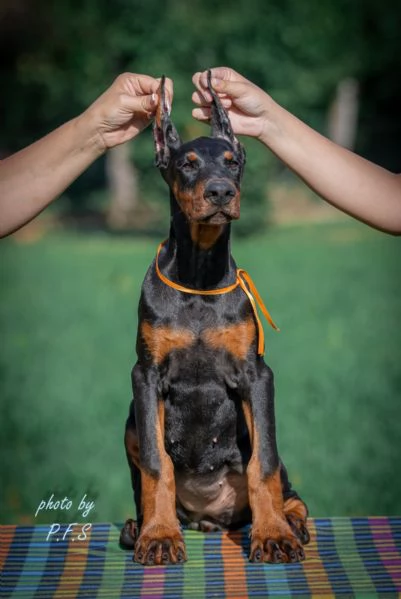 Doberman cuccioli in vendita | Foto 4